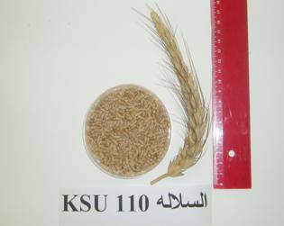 Description: http://colleges.ksu.edu.sa/Arabic%20Colleges/CollegeOfAgriculture/botanist/PublishingImages/cereal/L1199-11-6.jpg