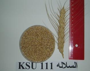 Description: http://colleges.ksu.edu.sa/Arabic%20Colleges/CollegeOfAgriculture/botanist/PublishingImages/cereal/L1199-10-5.jpg
