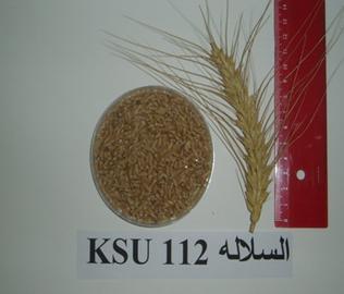 Description: http://colleges.ksu.edu.sa/Arabic%20Colleges/CollegeOfAgriculture/botanist/PublishingImages/cereal/L1-05-6.jpg