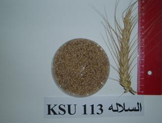 Description: http://colleges.ksu.edu.sa/Arabic%20Colleges/CollegeOfAgriculture/botanist/PublishingImages/cereal/L1-05-8.jpg